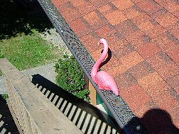 Flamingo in the Gutter