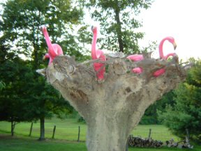 Flamingo pic 11