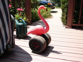 Flamingo pic 2