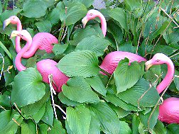 Flamingo in the Hostas
