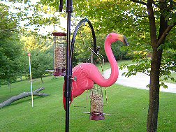 Flamingo pic 10 - flamingo hanging from bird feeder