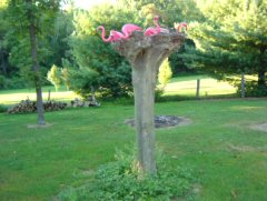 Flamingo pic 12